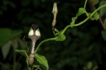 Ceropegia nilotica