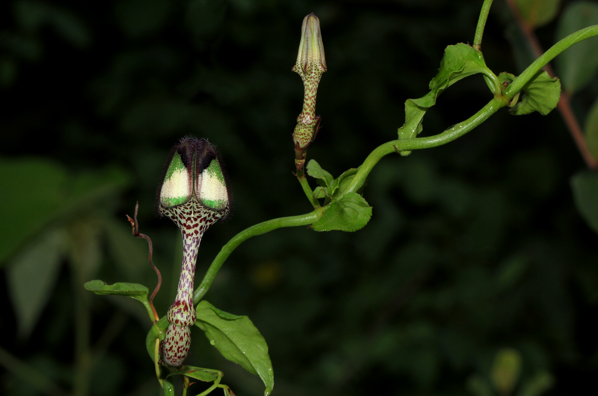 Ceropegia nilotica Ceropegia nilotica