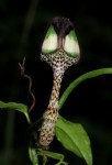 Ceropegia nilotica