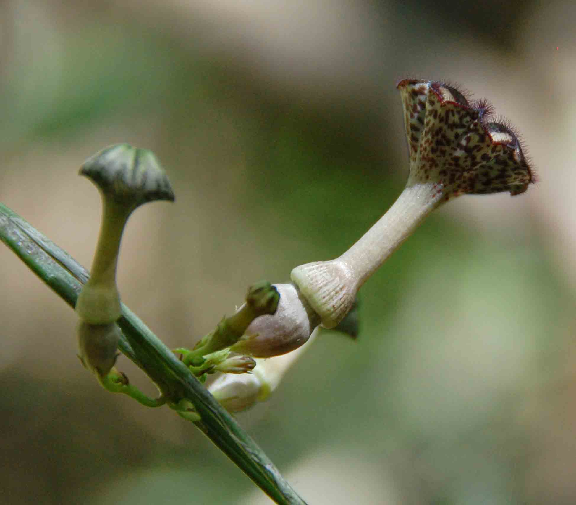 Ceropegia nilotica