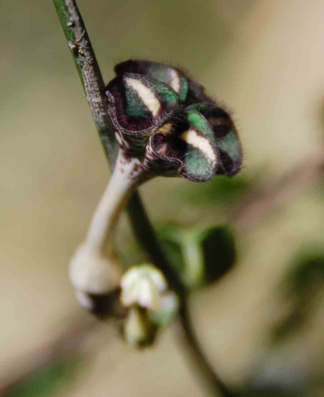 Ceropegia nilotica