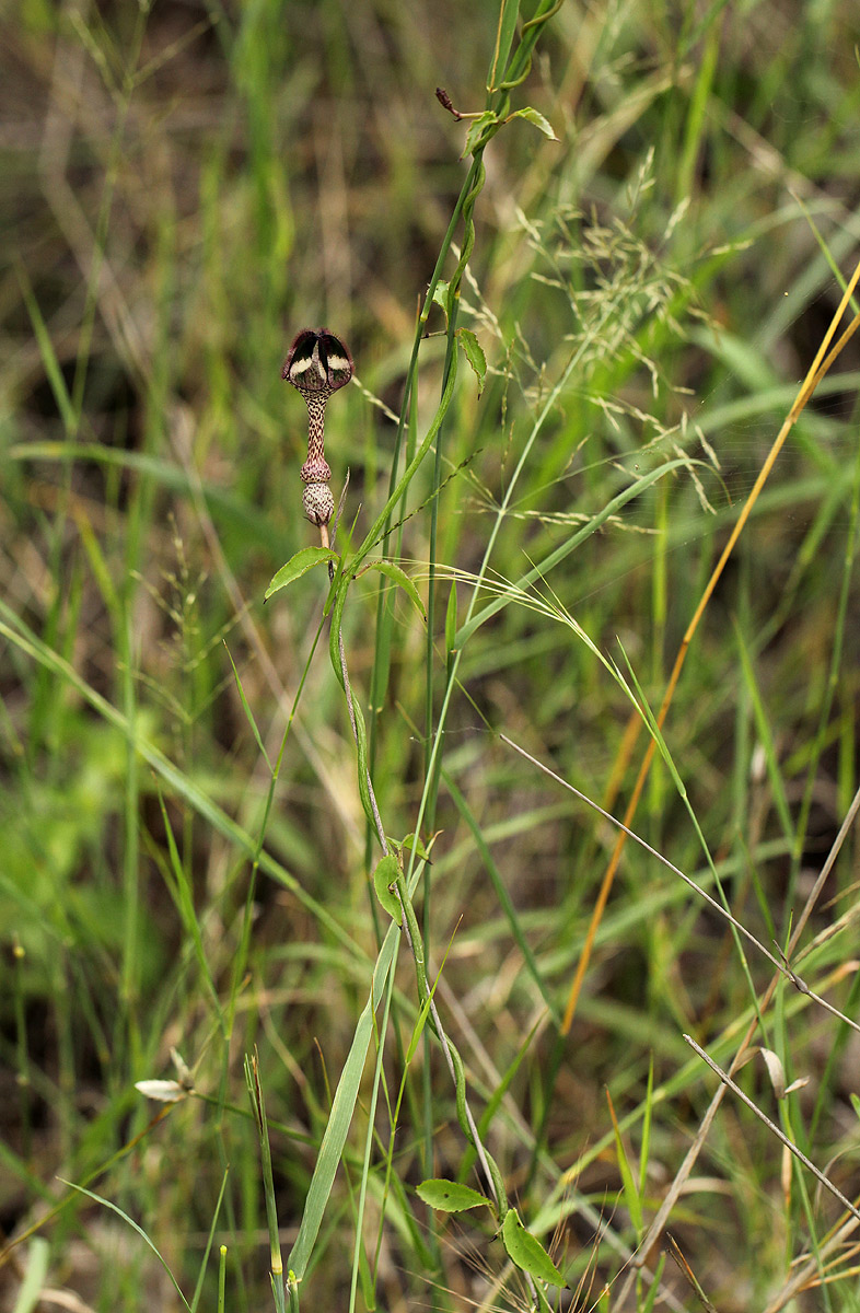 Ceropegia nilotica Ceropegia nilotica