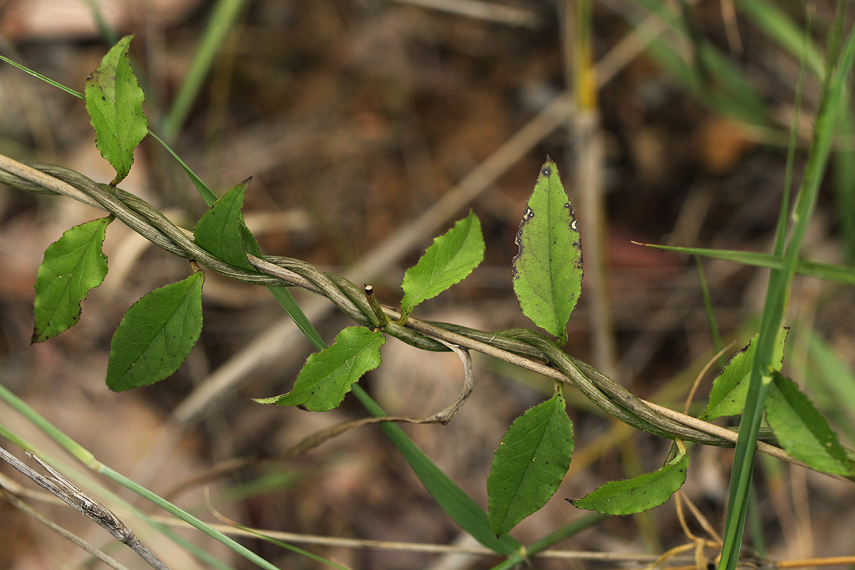 Ceropegia nilotica Ceropegia nilotica