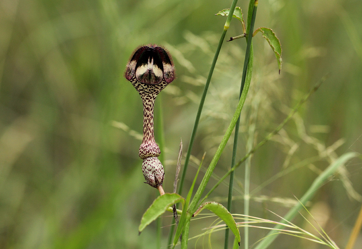 Ceropegia nilotica Ceropegia nilotica