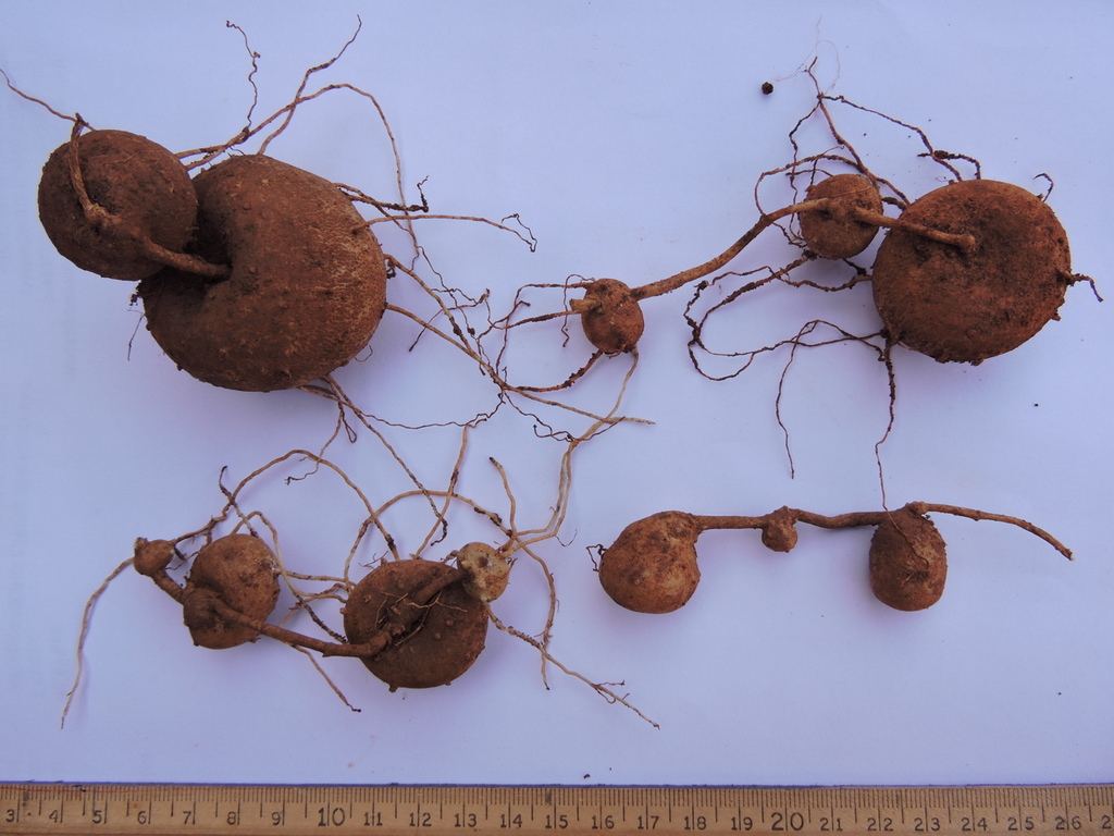 Ceropegia purpurascens