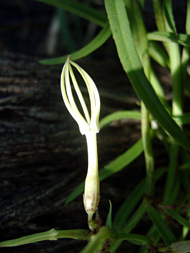 Ceropegia stenantha Ceropegia stenantha