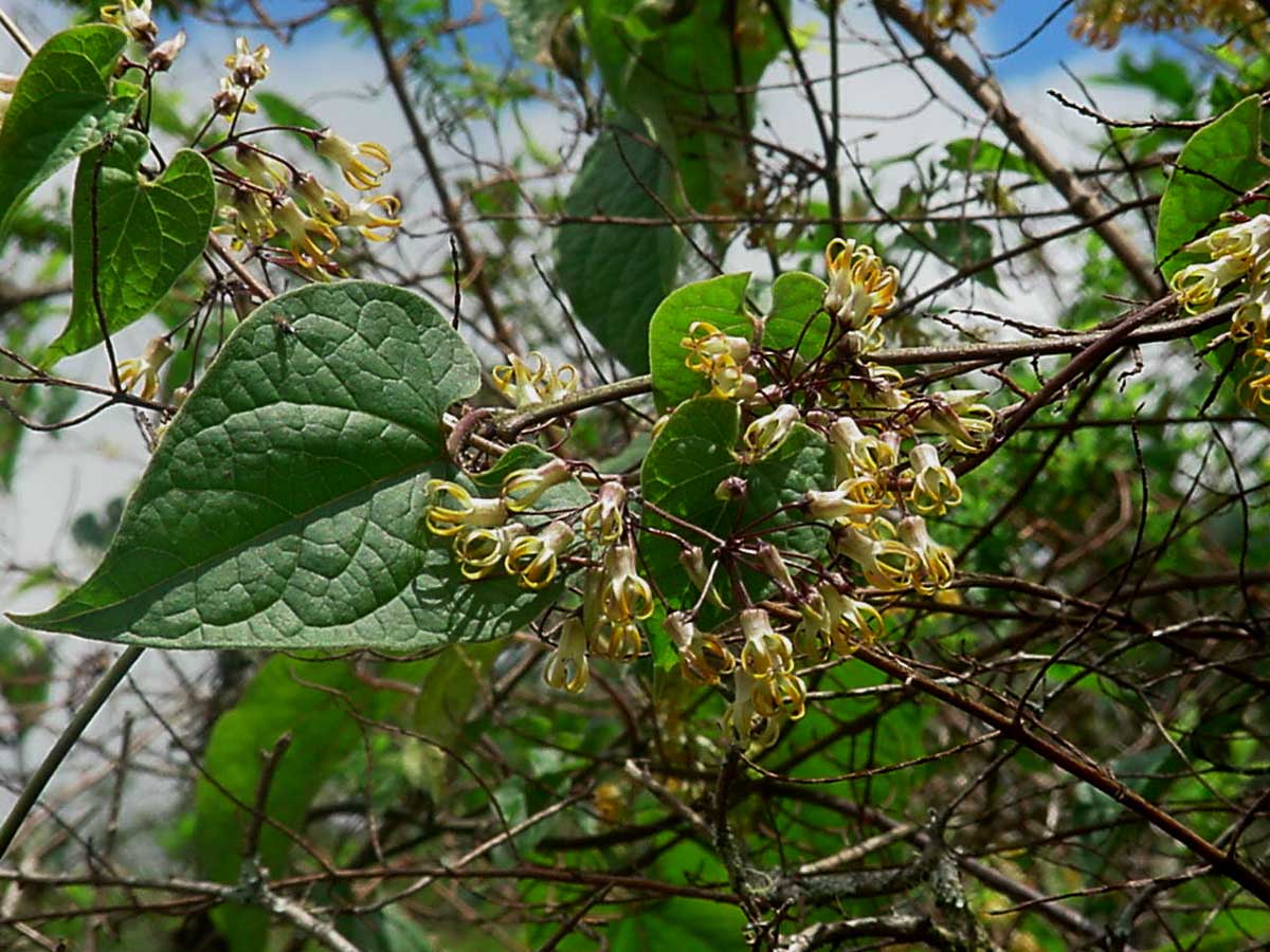 Riocreuxia polyantha