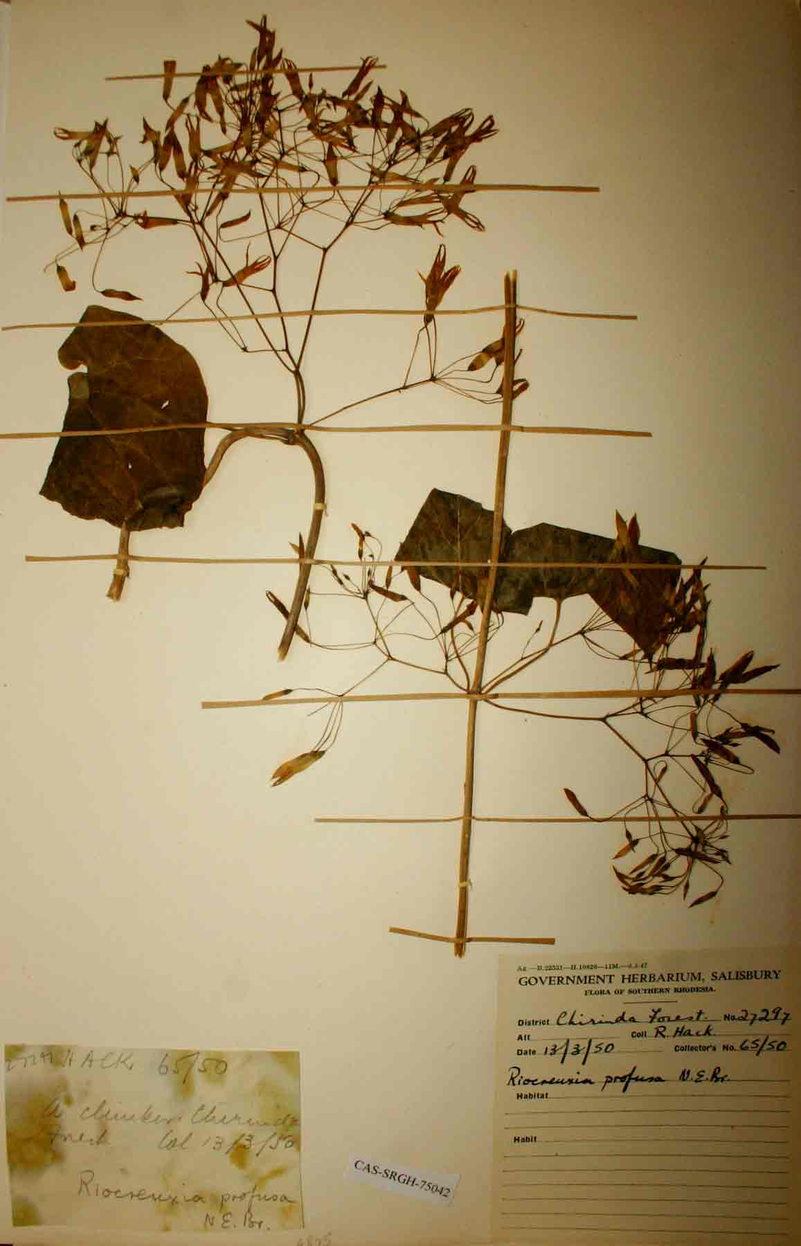 Riocreuxia polyantha