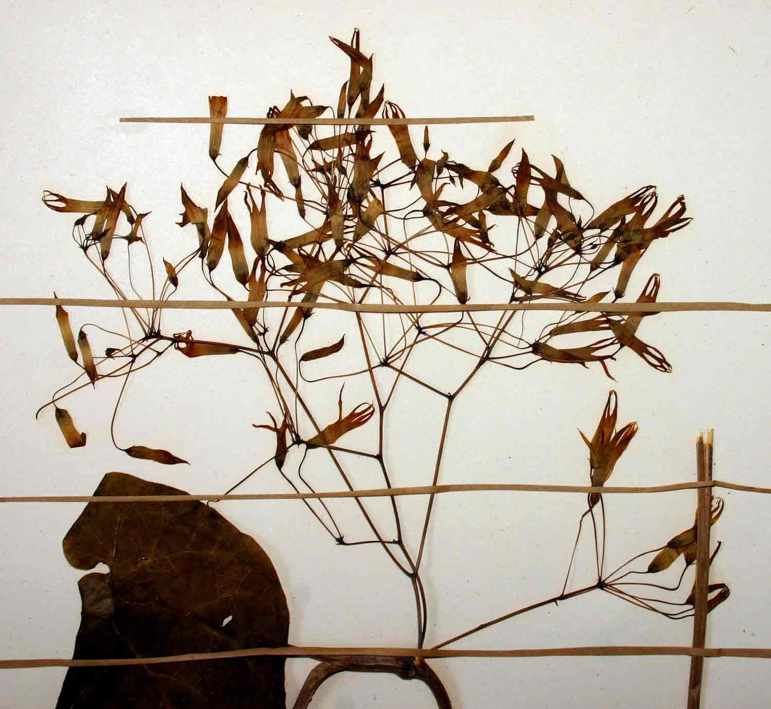 Riocreuxia polyantha