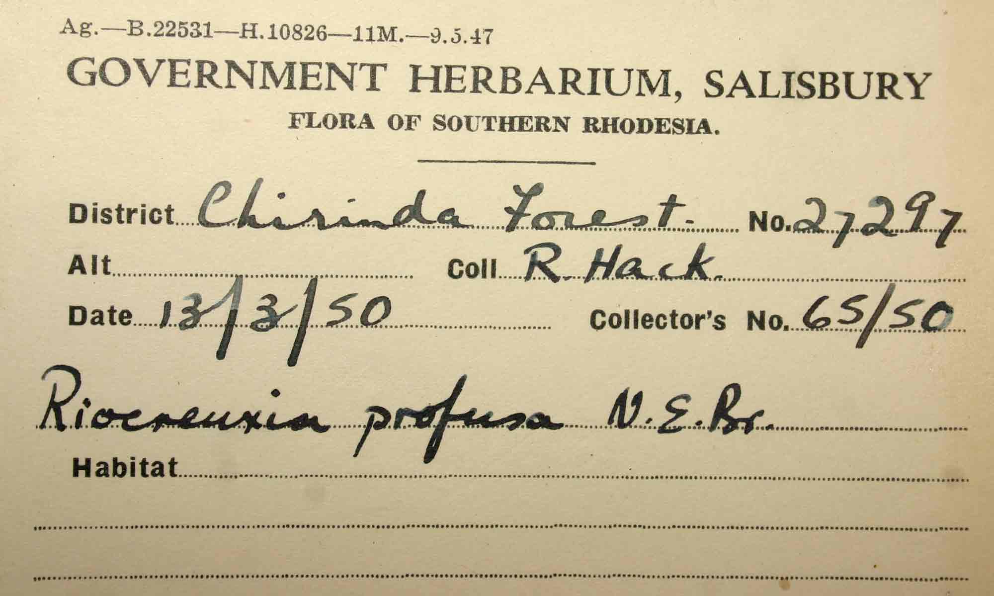 Riocreuxia polyantha