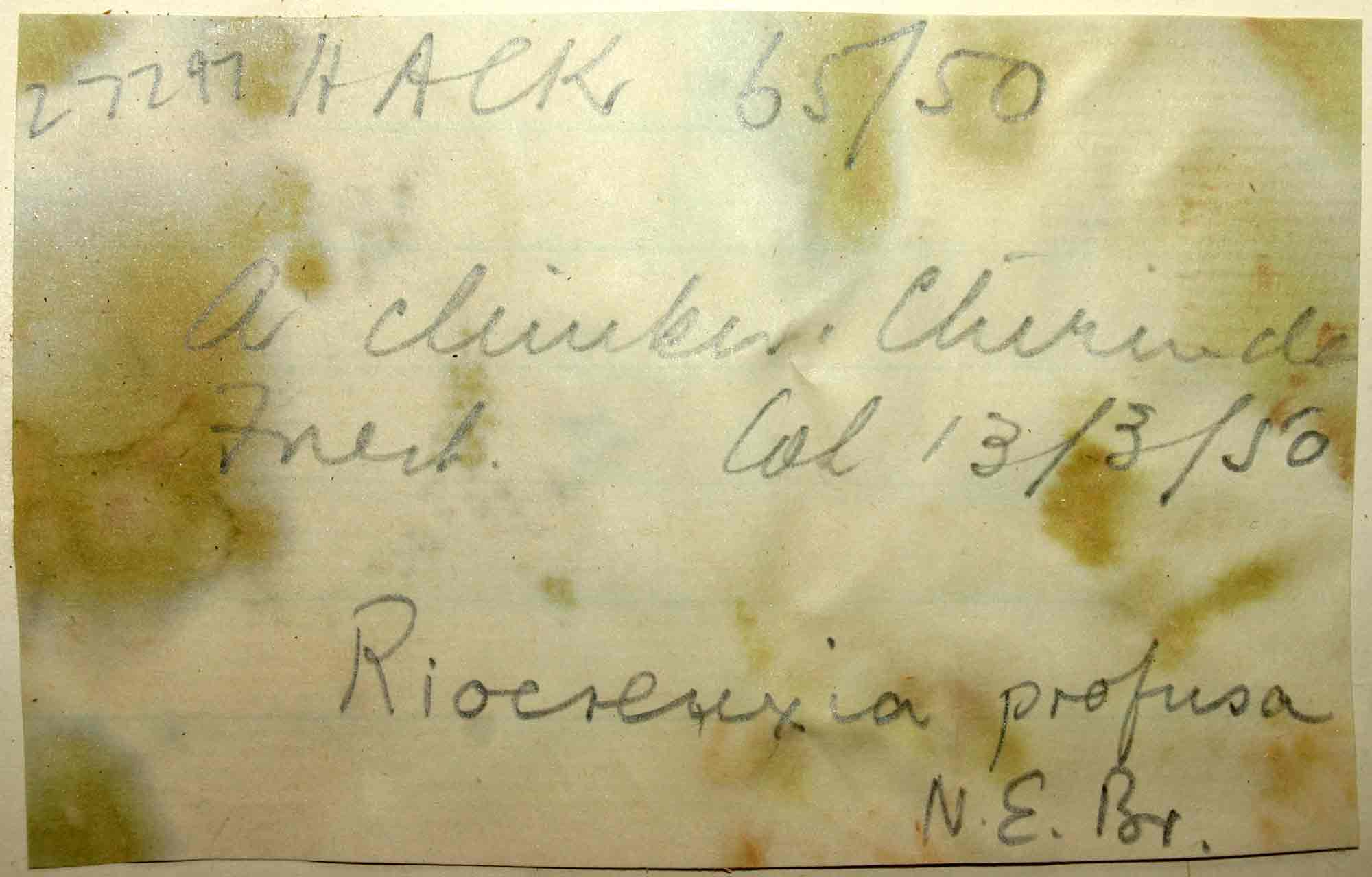 Riocreuxia polyantha Riocreuxia polyantha