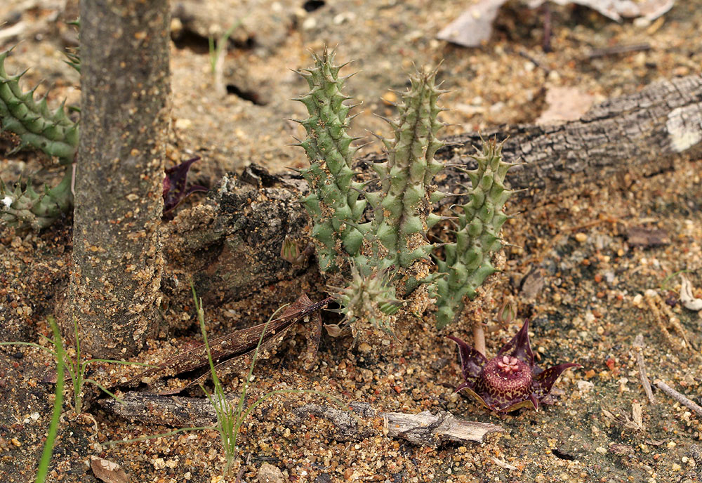 Duvalia polita var. polita