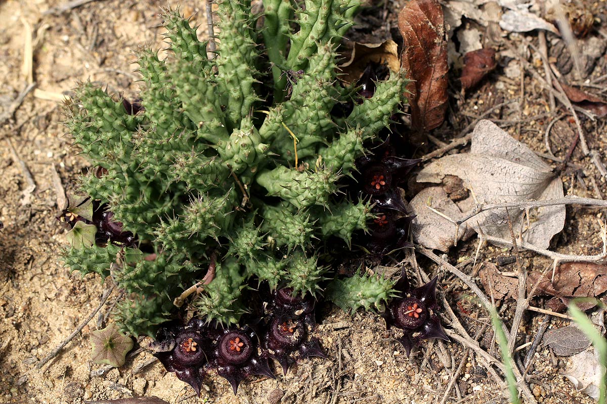 Duvalia polita var. polita