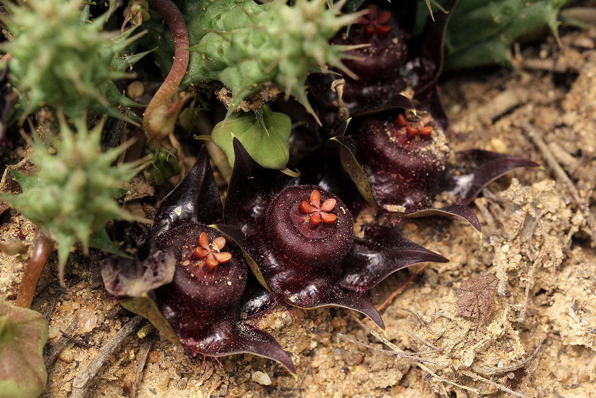 Duvalia polita var. polita