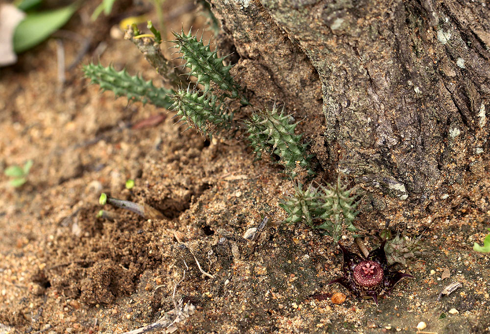 Duvalia polita var. polita