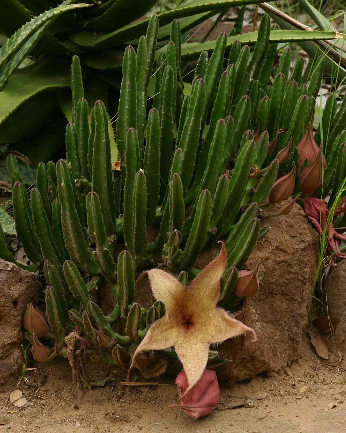 Stapelia gigantea