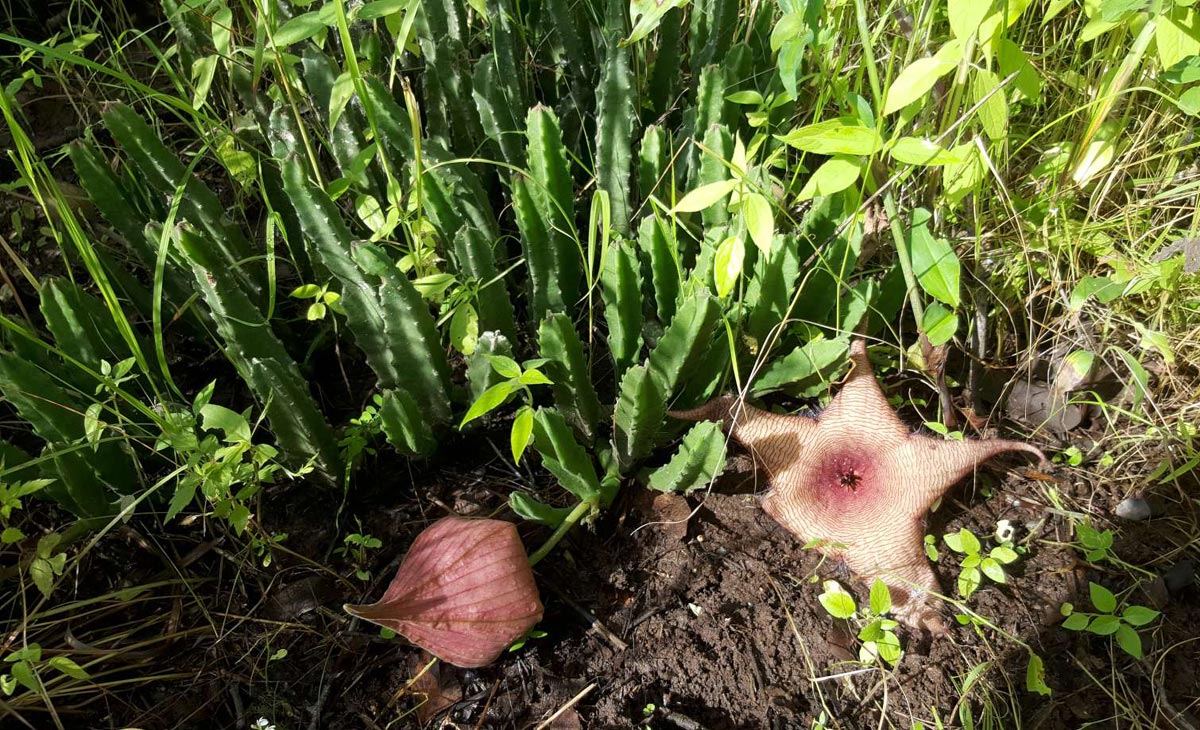 Stapelia gigantea Stapelia gigantea