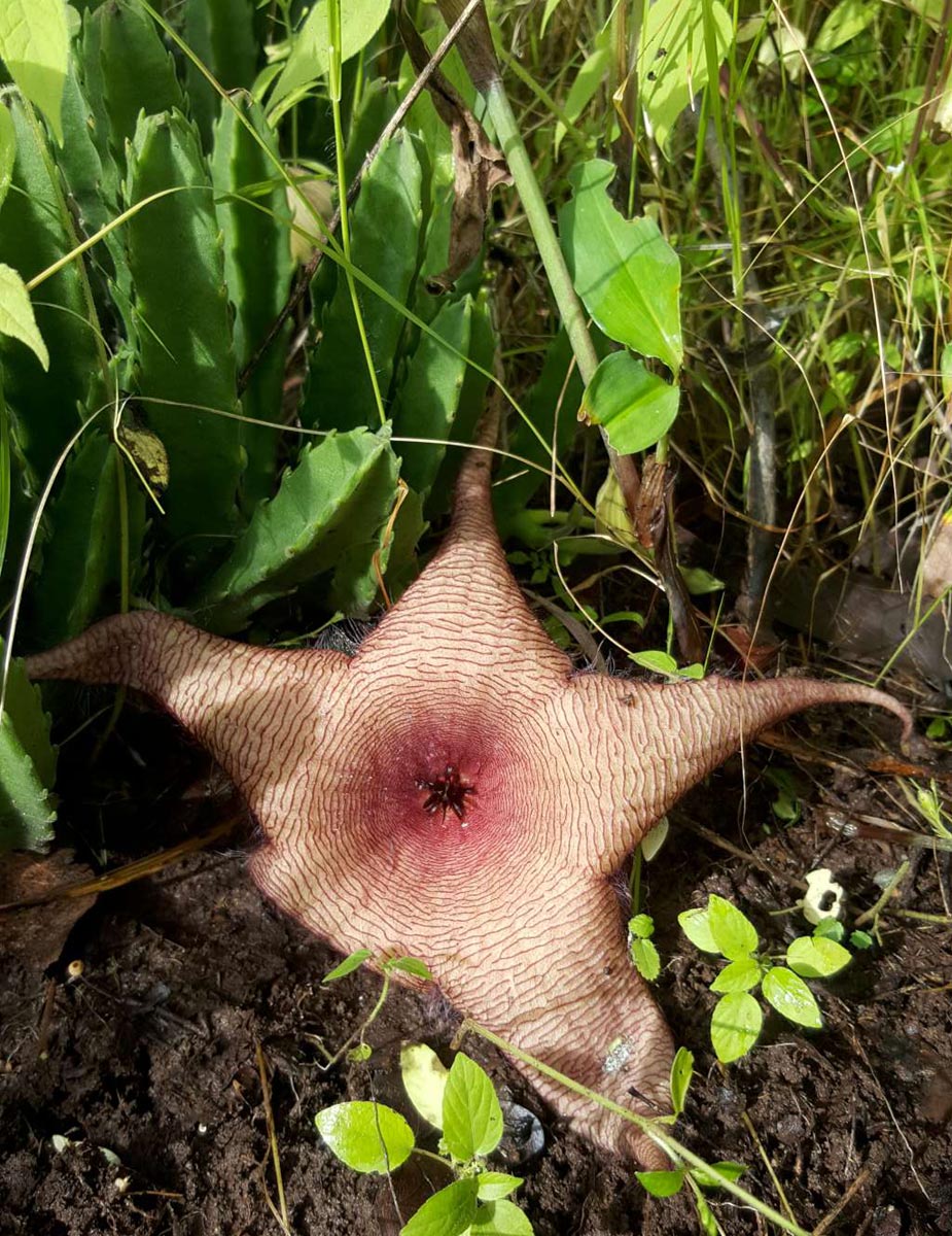 Stapelia gigantea