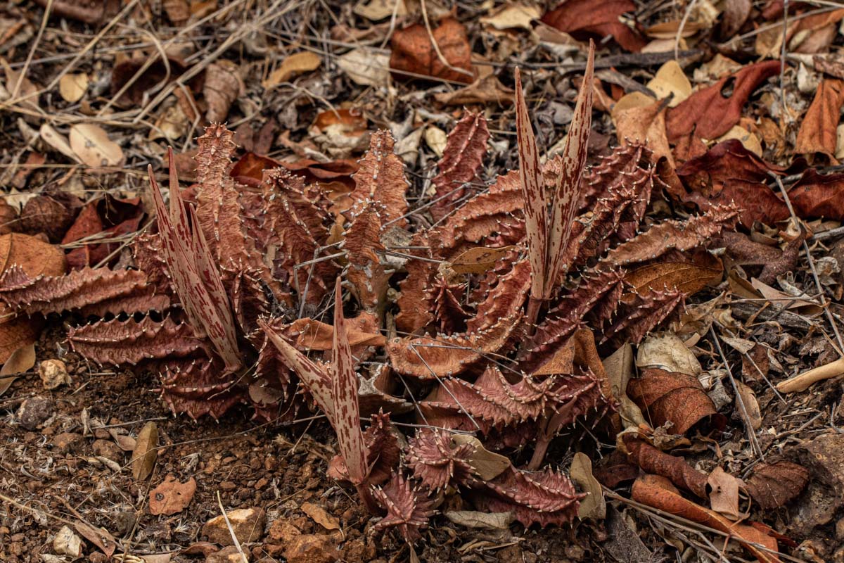 Huernia levyi