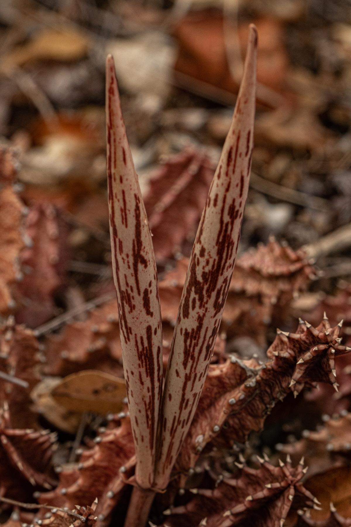 Huernia levyi