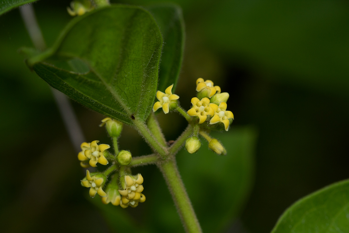 Marsdenia sylvestris