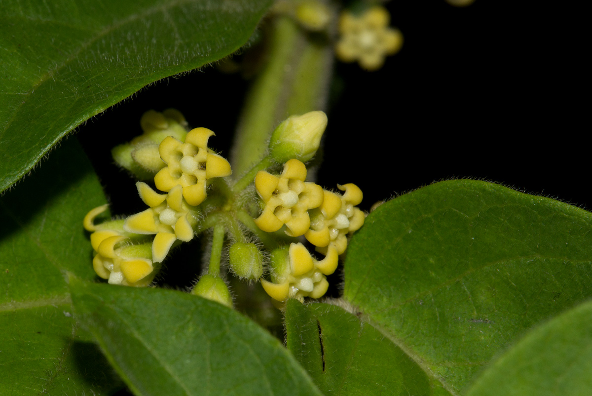 Marsdenia sylvestris