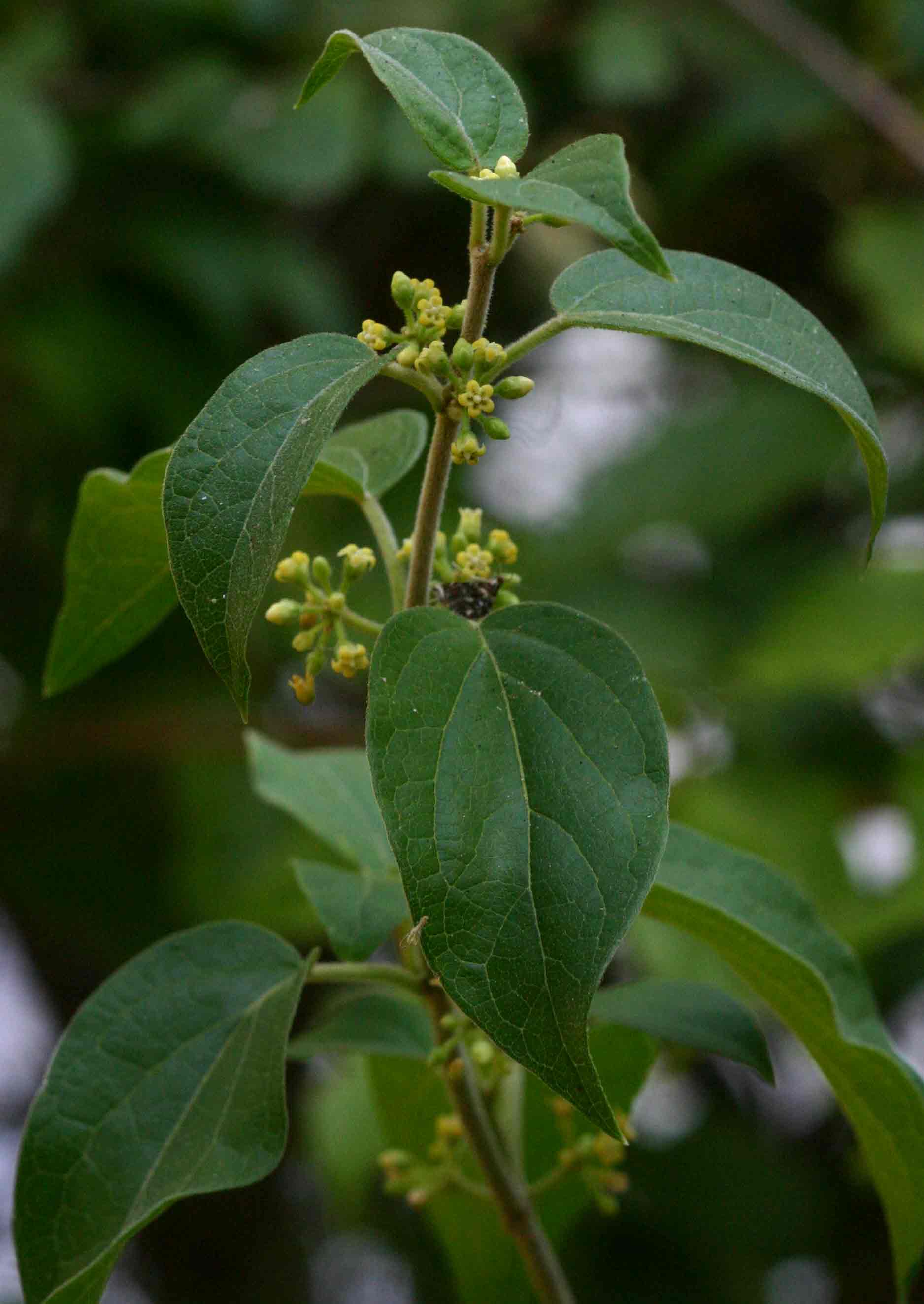 Marsdenia sylvestris Marsdenia sylvestris