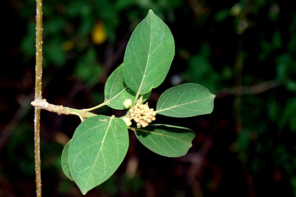Marsdenia abyssinica