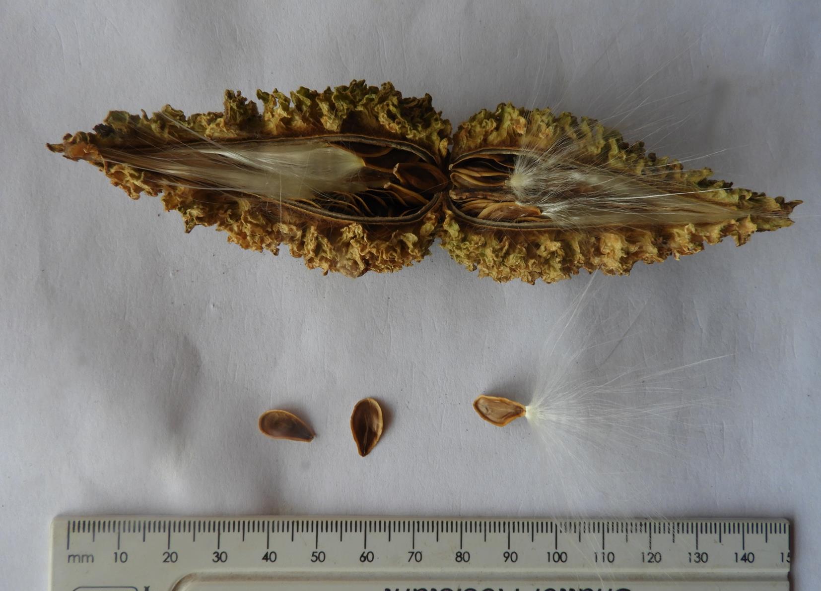 Marsdenia abyssinica