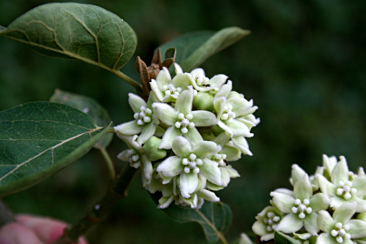 Marsdenia abyssinica