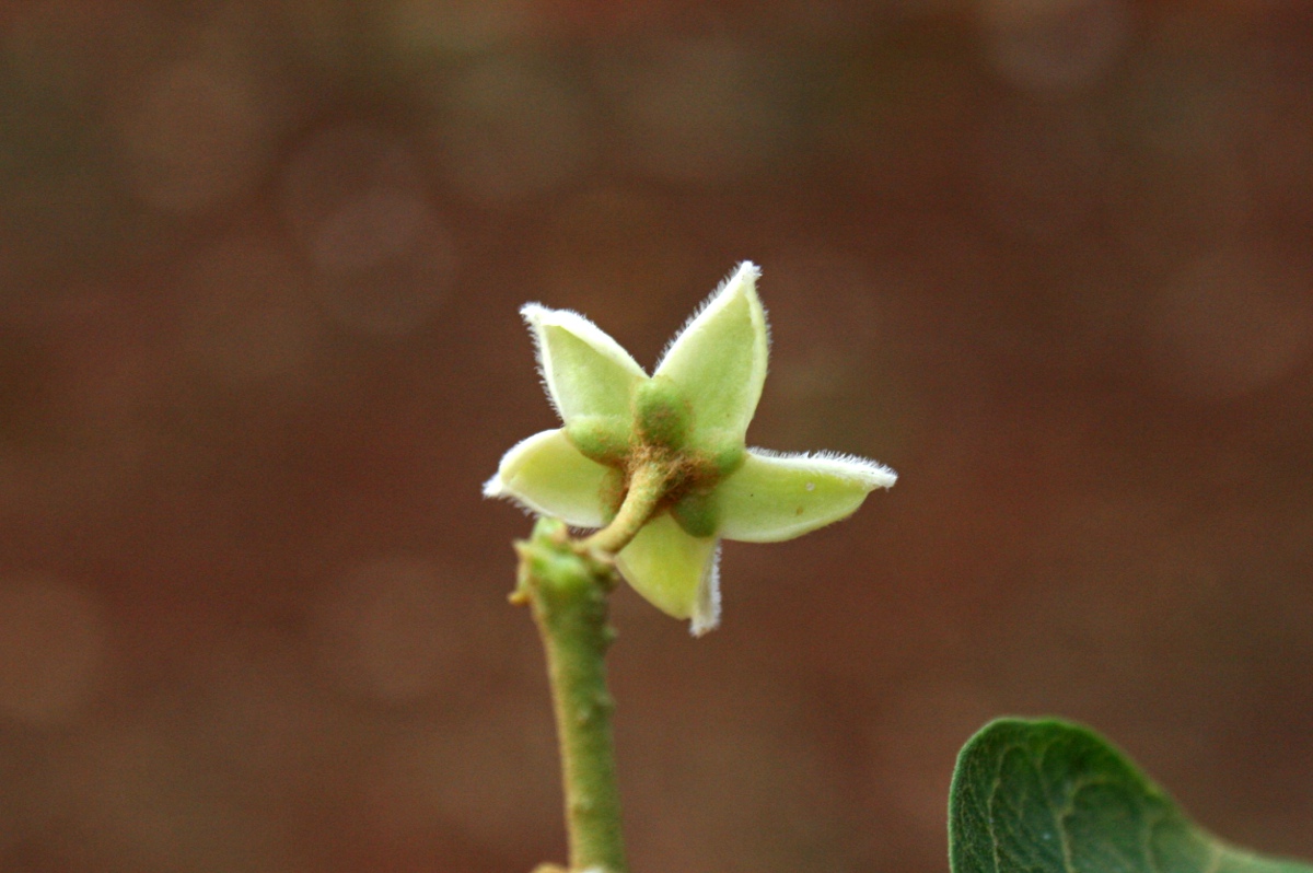 Marsdenia abyssinica