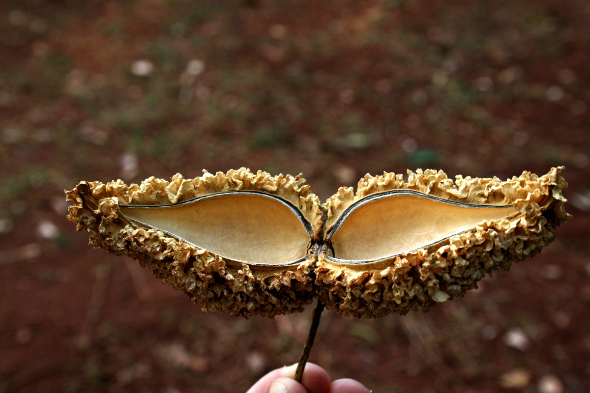 Marsdenia abyssinica