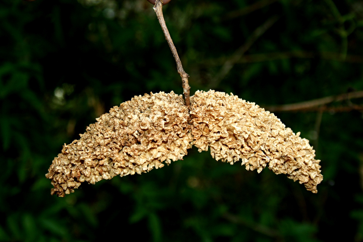 Marsdenia abyssinica