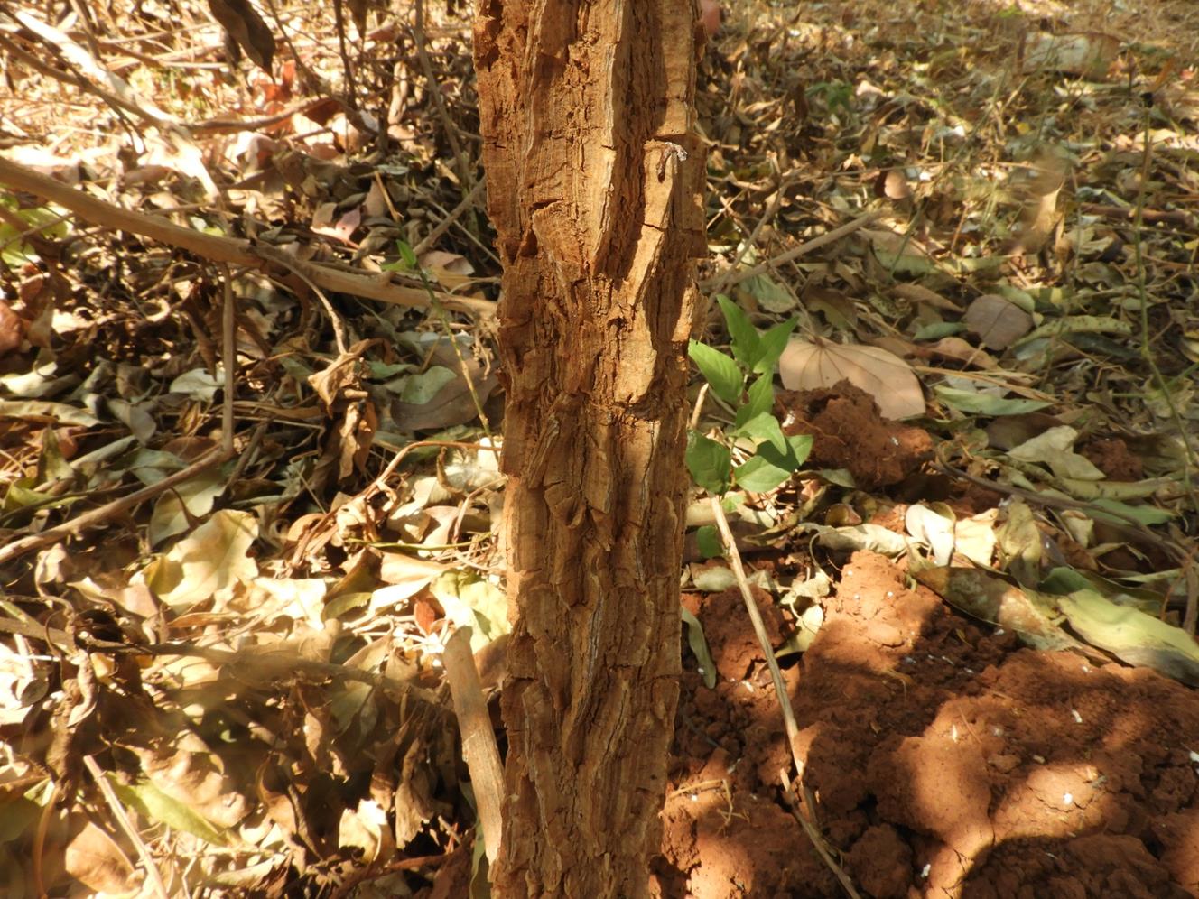Marsdenia abyssinica