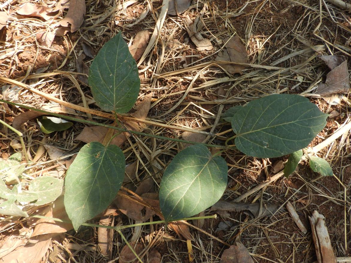 Marsdenia abyssinica