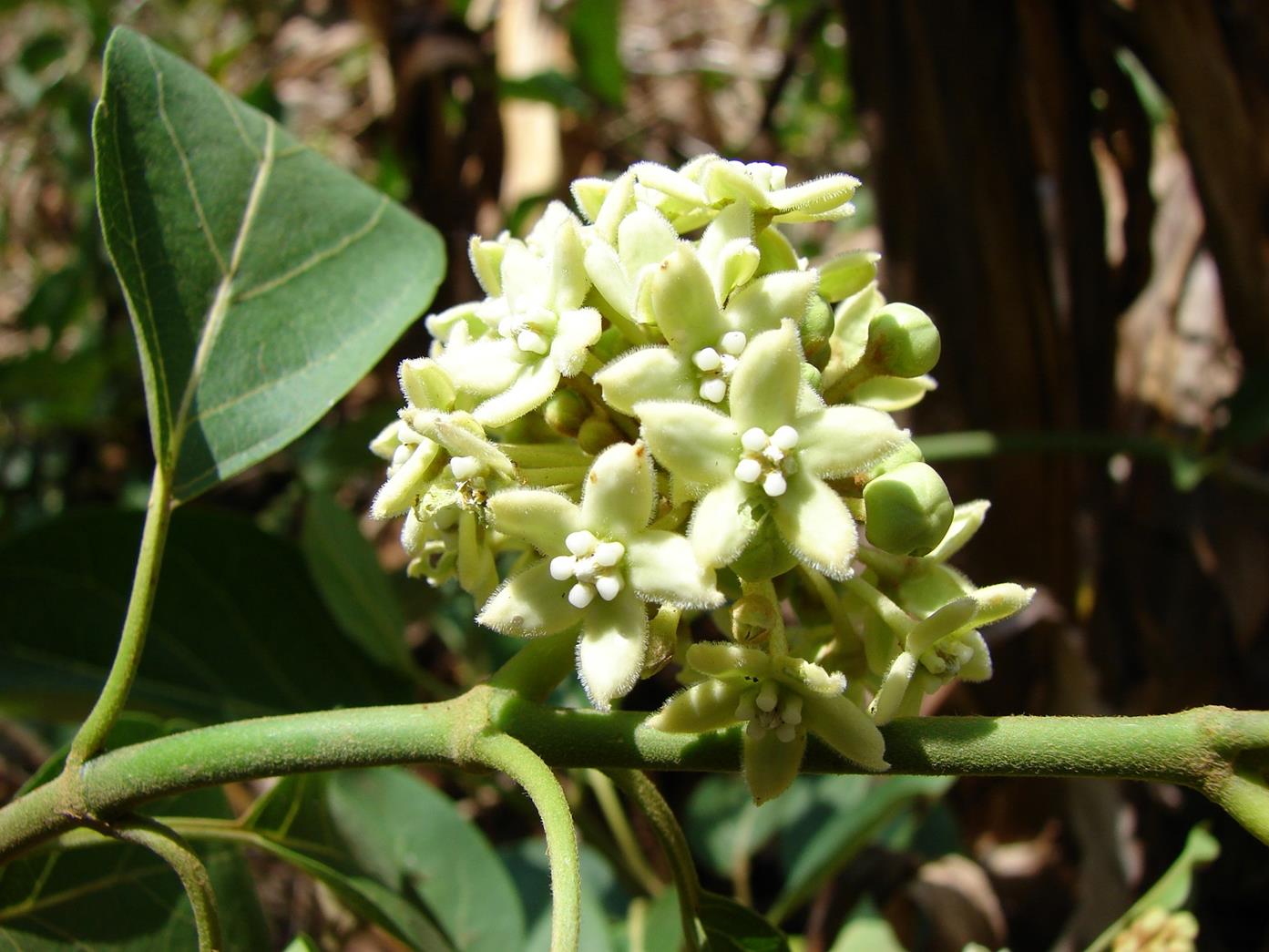 Marsdenia abyssinica