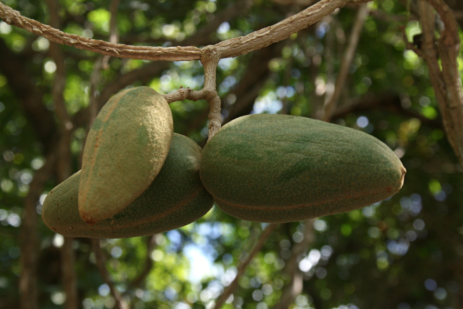 Marsdenia macrantha Marsdenia macrantha