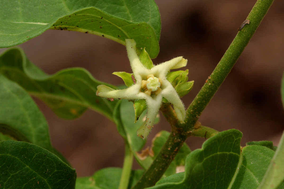 Marsdenia macrantha Marsdenia macrantha