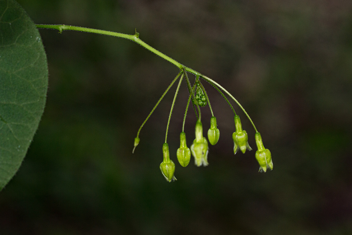 Pergularia daemia subsp. daemia