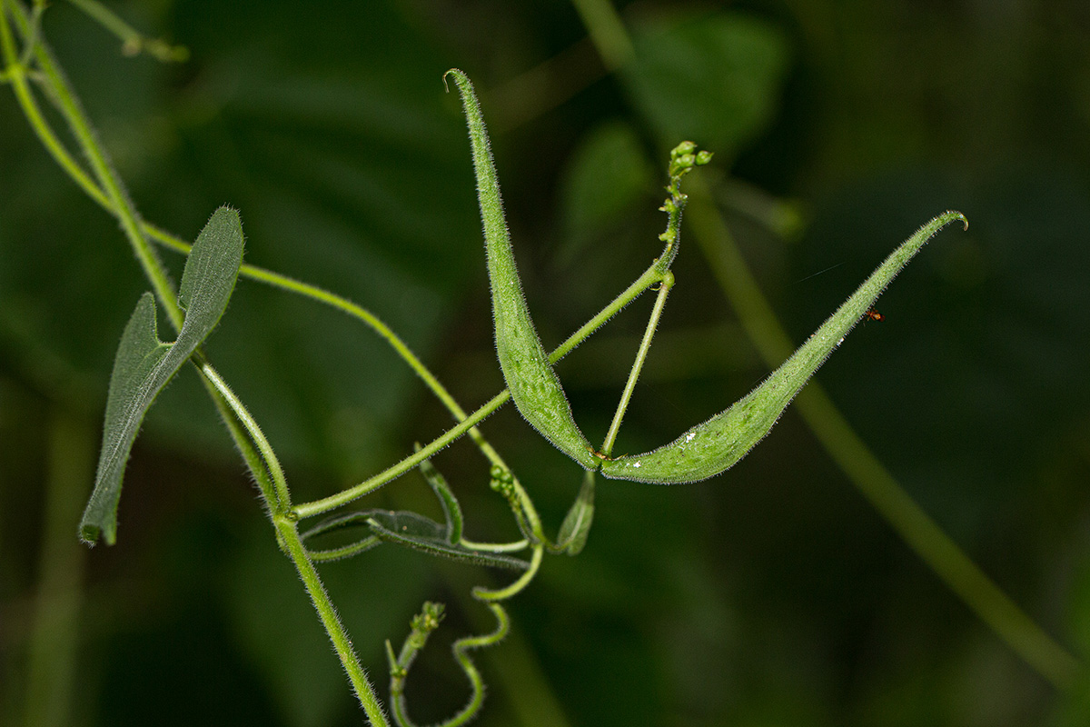 Pergularia daemia subsp. daemia Pergularia daemia subsp. daemia