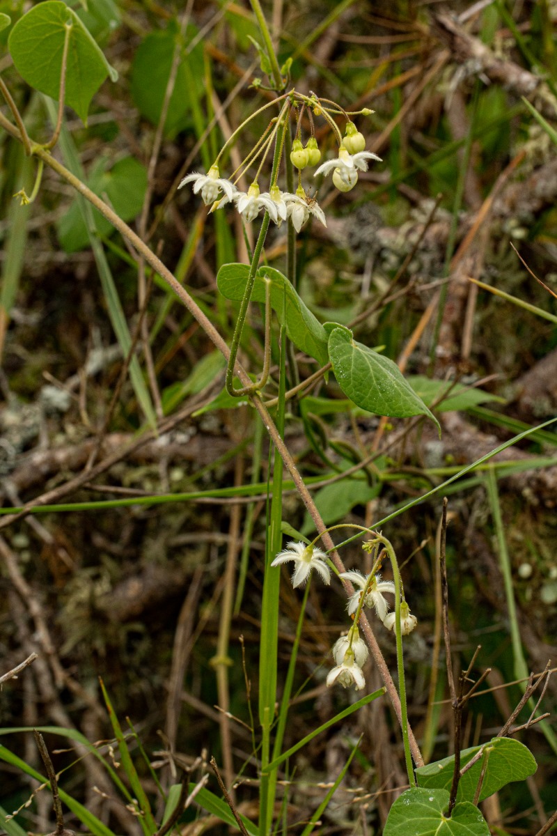 Pergularia daemia subsp. daemia