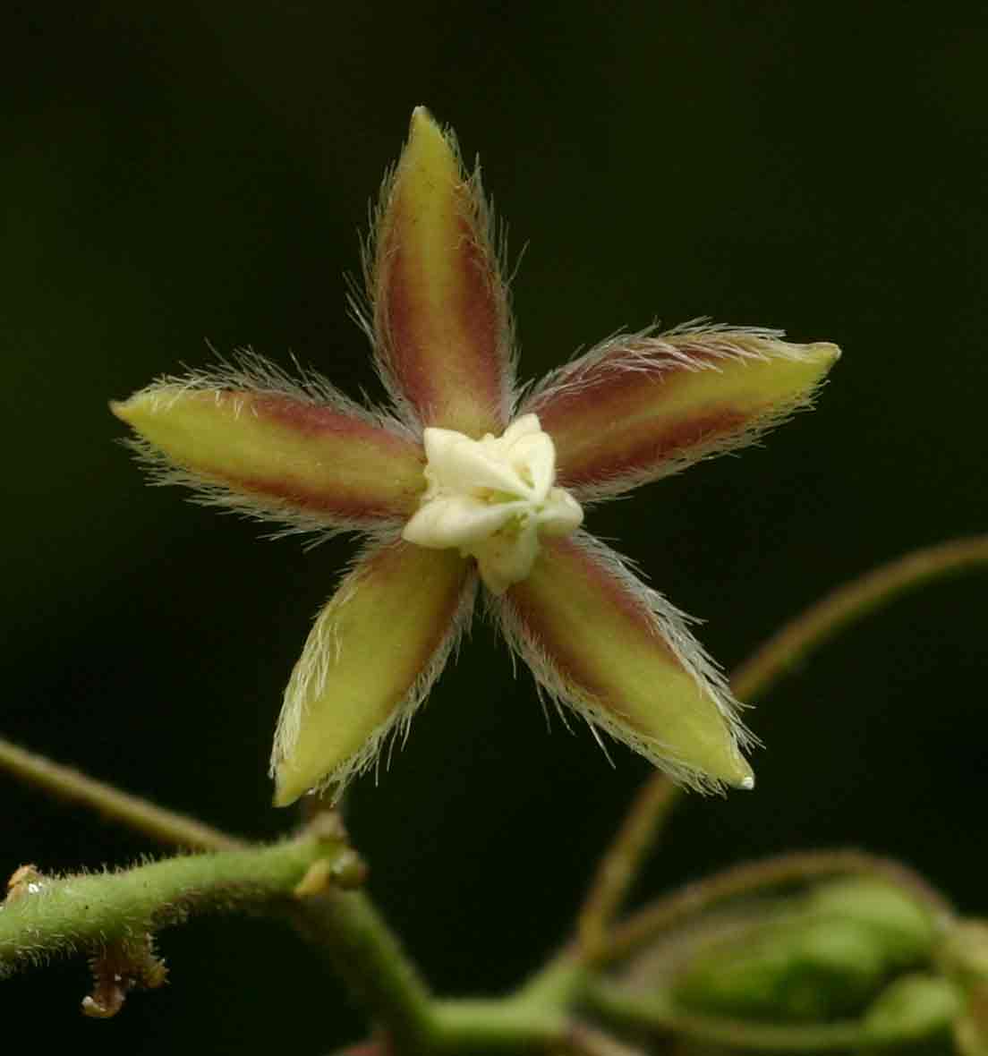 Pergularia daemia subsp. daemia