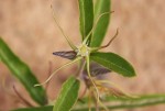 Fockea angustifolia