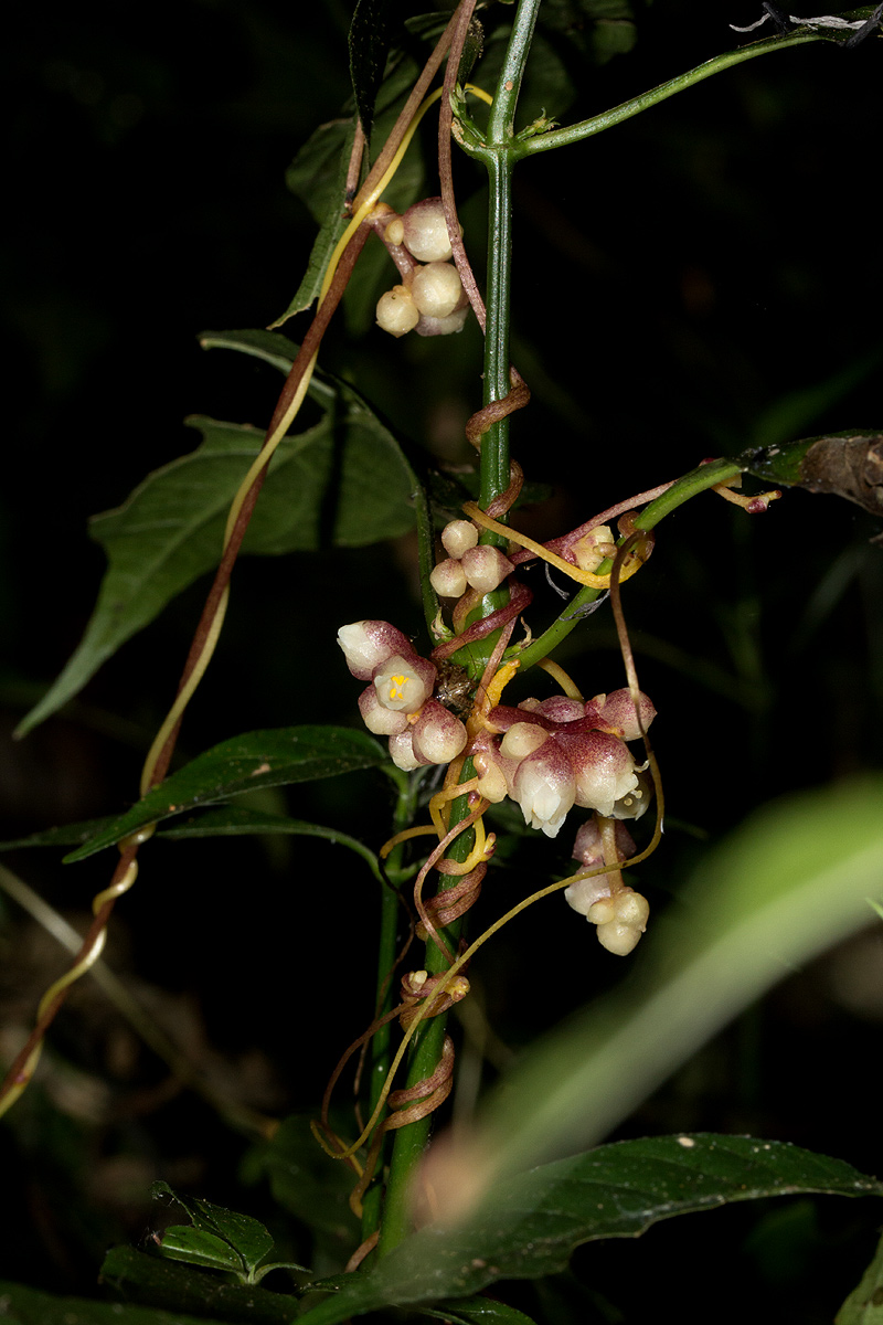 Cuscuta kilimanjari var. kilimanjari Cuscuta kilimanjari var. kilimanjari