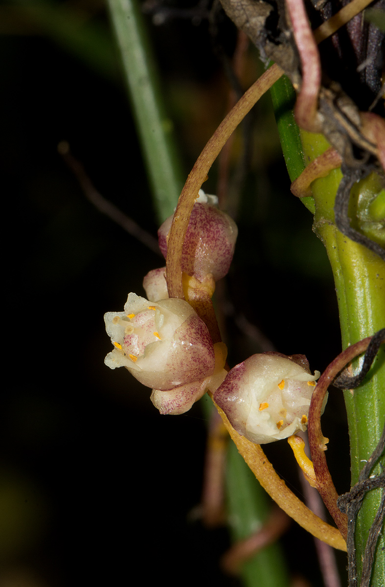 Cuscuta kilimanjari var. kilimanjari