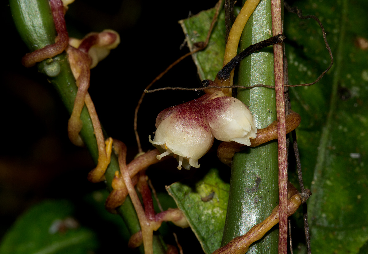 Cuscuta kilimanjari var. kilimanjari Cuscuta kilimanjari var. kilimanjari