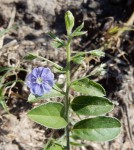 Evolvulus alsinoides var. alsinoides