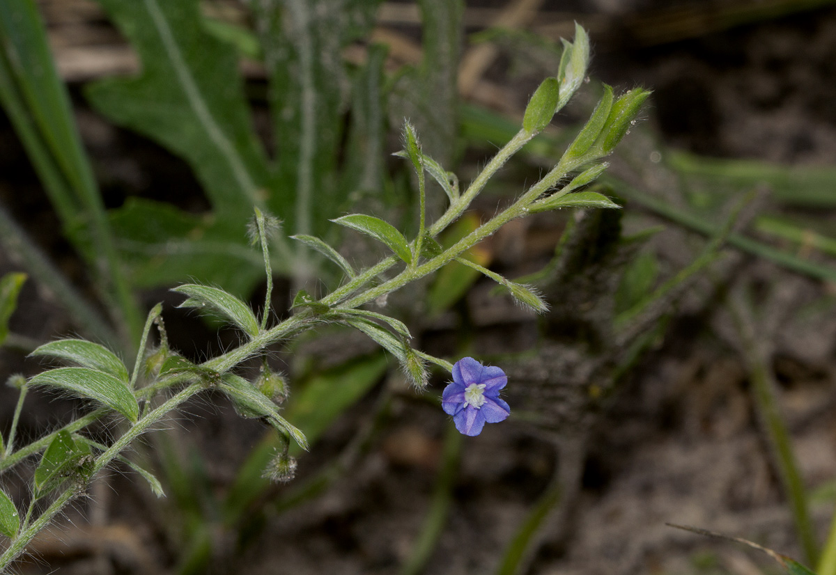 Evolvulus alsinoides var. alsinoides