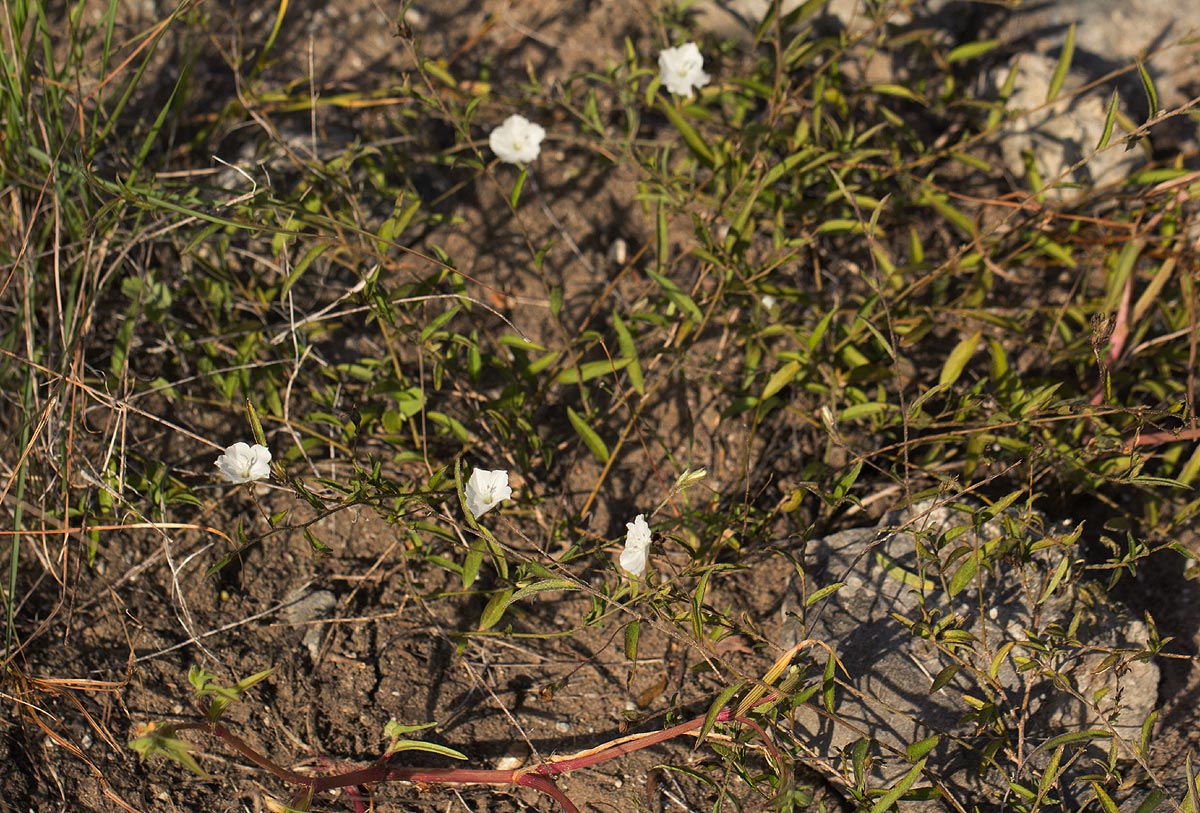 Seddera suffruticosa var. suffruticosa Seddera suffruticosa var. suffruticosa