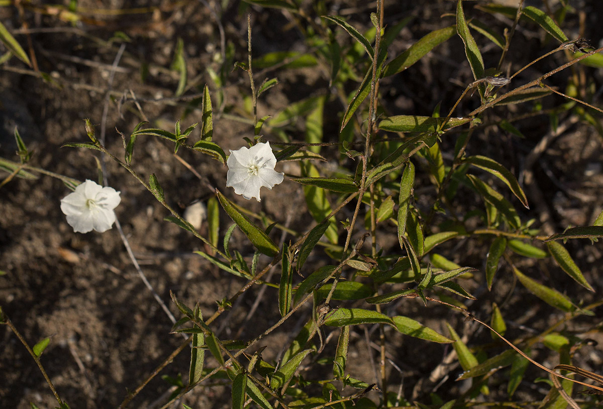 Seddera suffruticosa var. suffruticosa